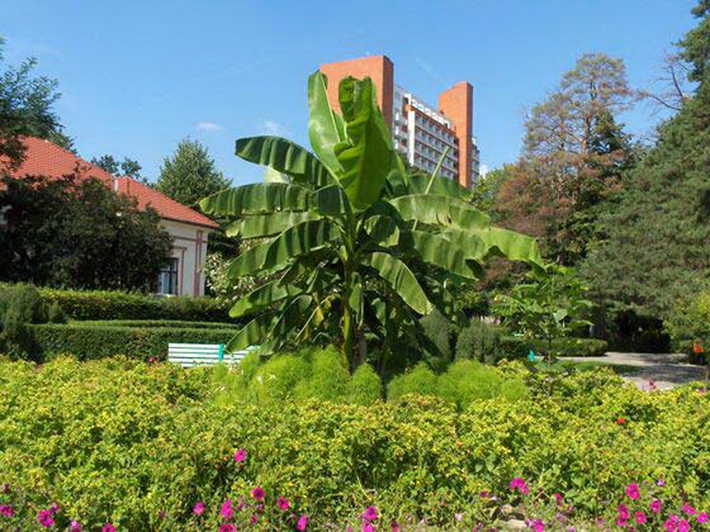 Garsoniera Cristina Apartment Baile Felix Ngoại thất bức ảnh